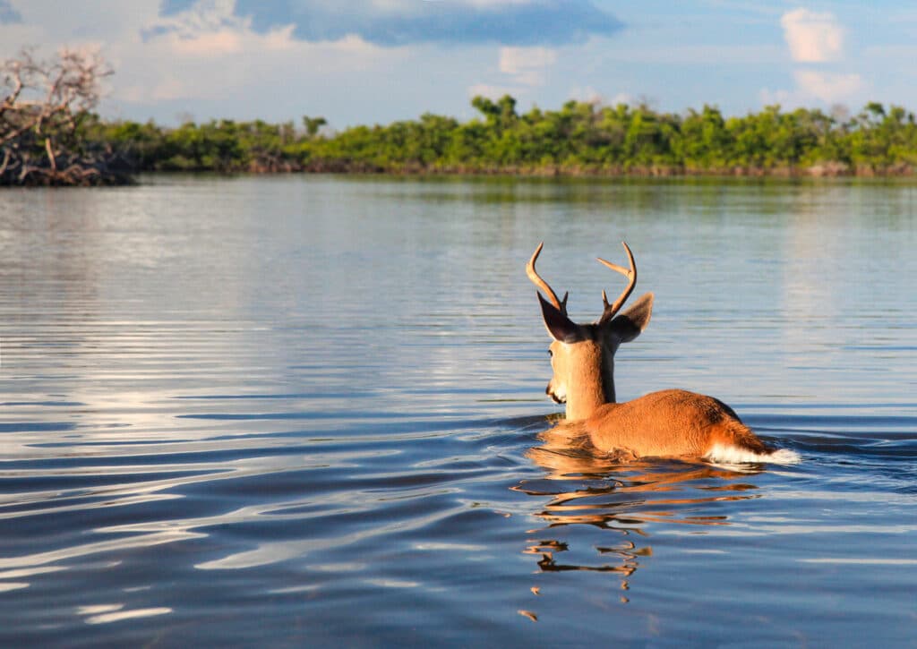 National Key Deer Refuge